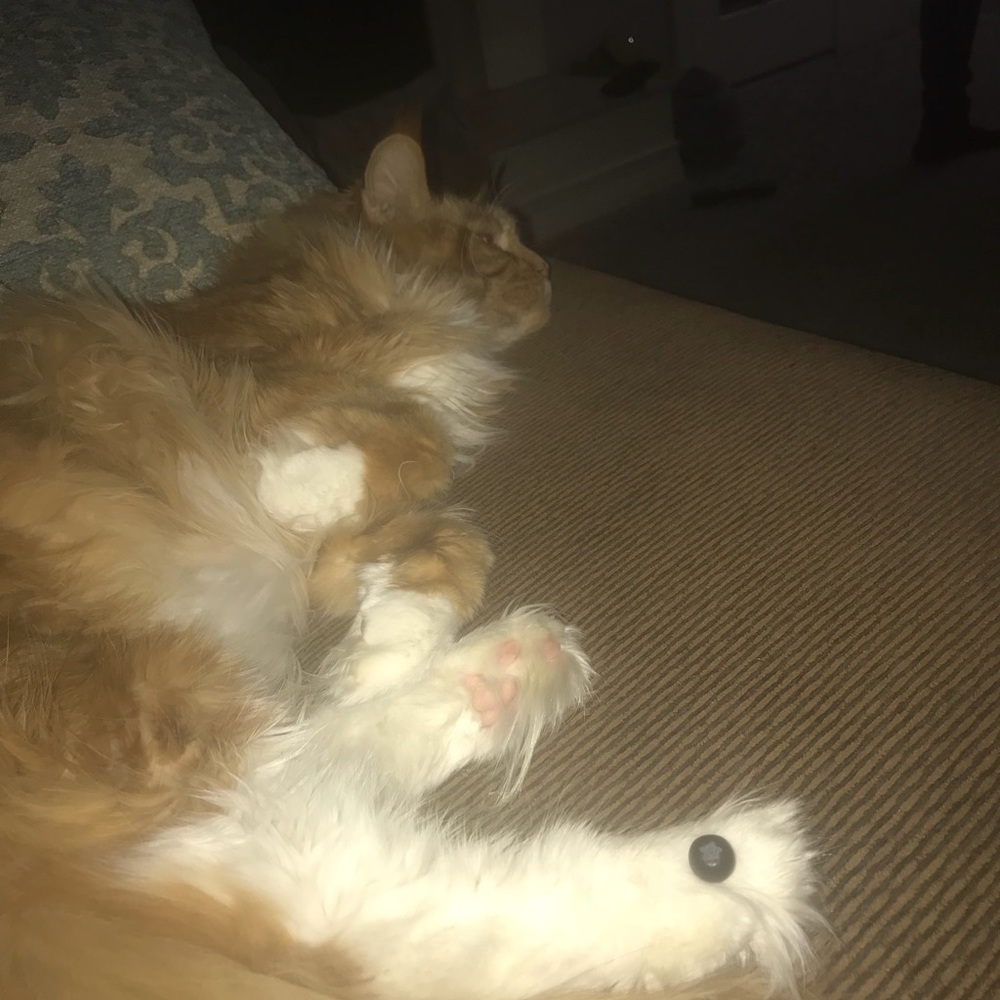 Meet your Posher, Olivia